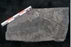 Foto (Detailansicht) von Odontopteris minor Brongniart (NHMW-GEO-2024-0188-10719)